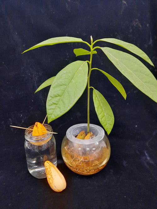 酪梨栽培