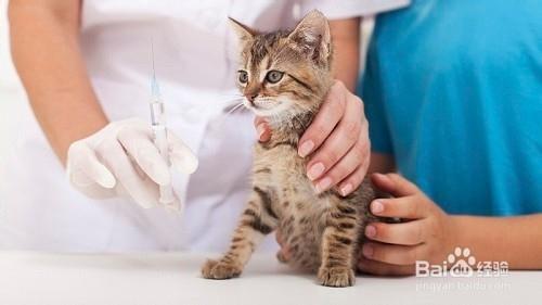猫打疫苗后不吃东西