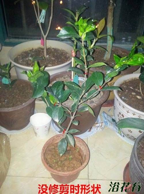 刚移栽的植物注意事项