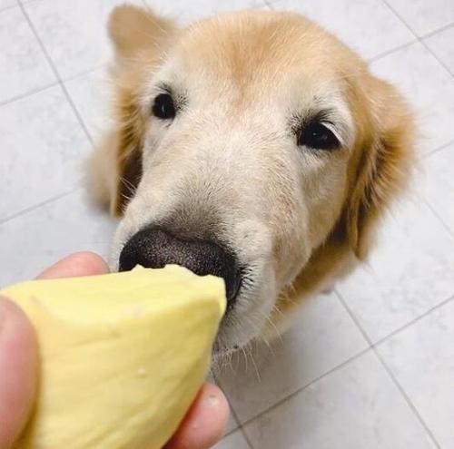 金毛吃东西大百科