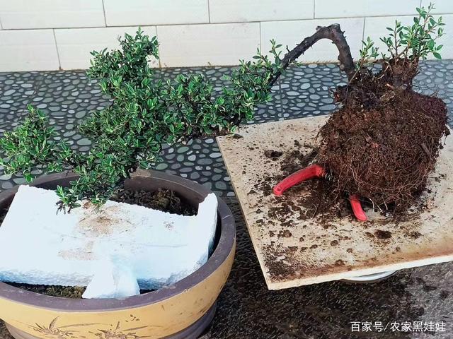 我想买没上盆的树桩自己栽培