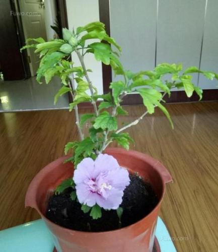 木本花怎么栽培