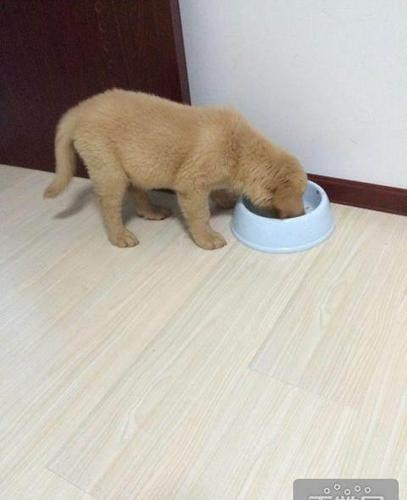 三个月的狗狗不吃东西