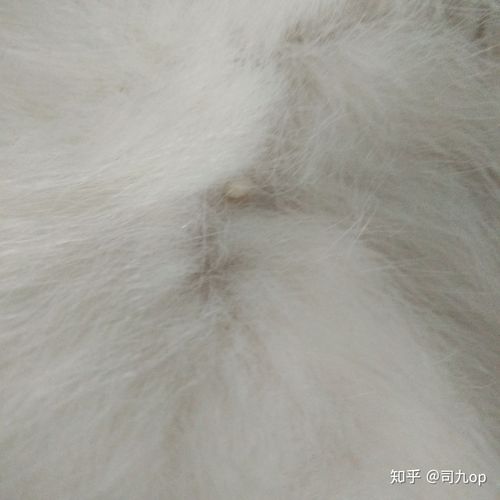 猫身上起白色的东西