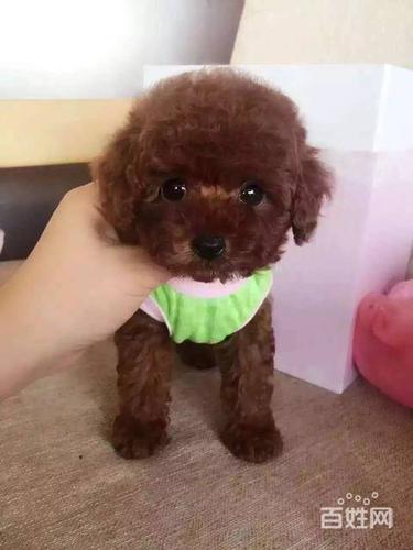 三个月大的泰迪宠物狗怎么训练