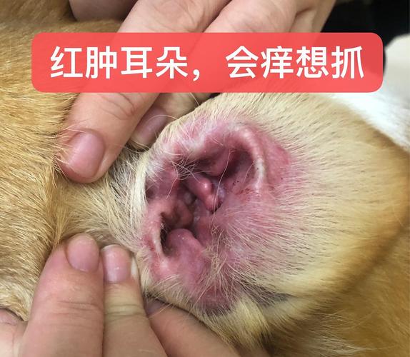 三个月狗耳朵有东西怎么办