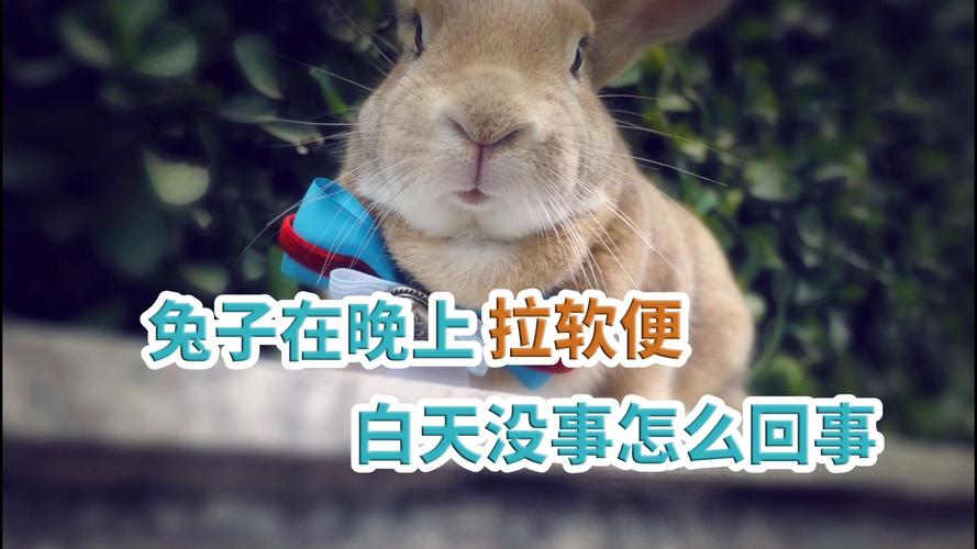 兔子软便不吃东西肚子胀气