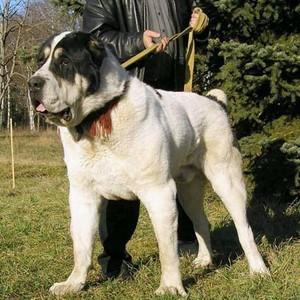 9个月中亚犬体型训练