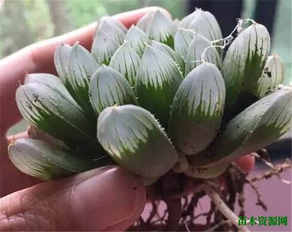 玉露换盆的注意事项