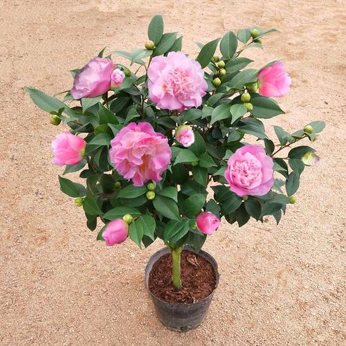 山茶花栽培