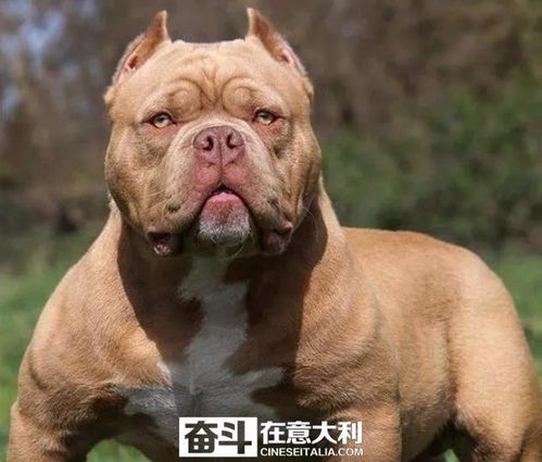 西泽米兰训练比特犬