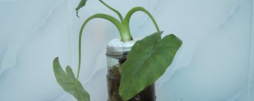 海芋如何保养与栽培