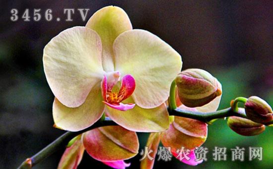 蝴蝶兰栽培管理