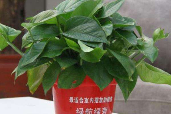 大绿萝的养殖方法