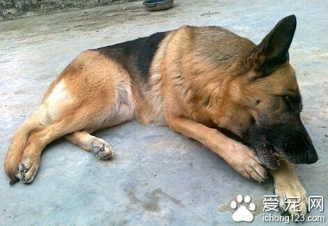 牧羊犬拉稀不吃东西怎么办