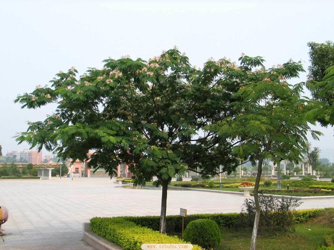 合欢树栽培技术