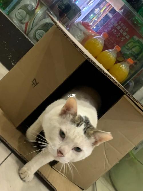 怎么在猫友家买东西