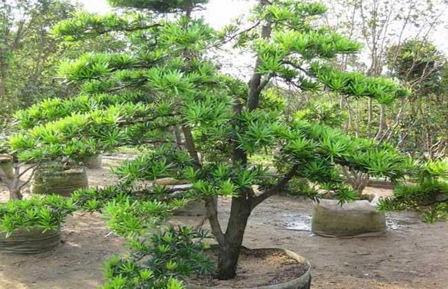 罗汉松 栽培方式