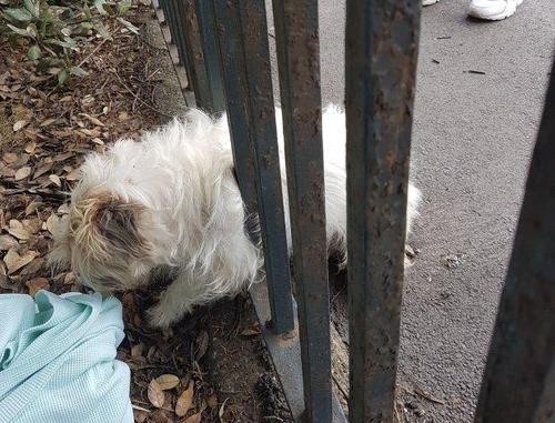 狗卡着东西了怎么办