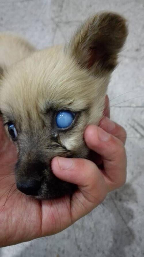 狗狗幼犬眼睛里有白色东西怎么办