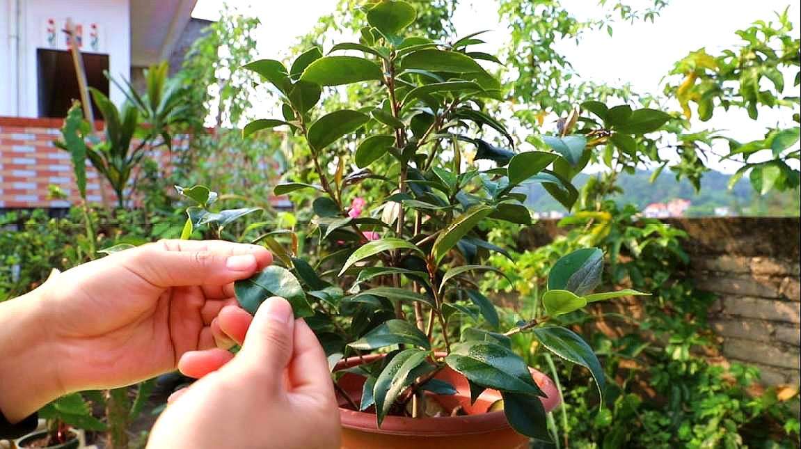 盆栽茶花的养殖方法有哪些