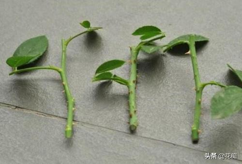 小叶月季花的栽培