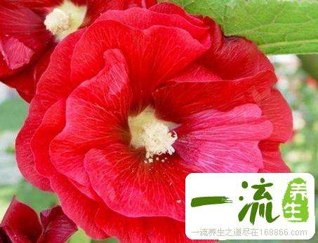 蜀葵花栽培注意事项