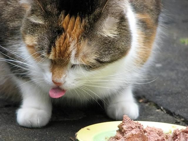 一岁的猫不吃东西怎么办