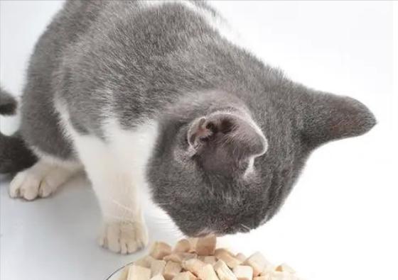 猫涨肚不吃东西
