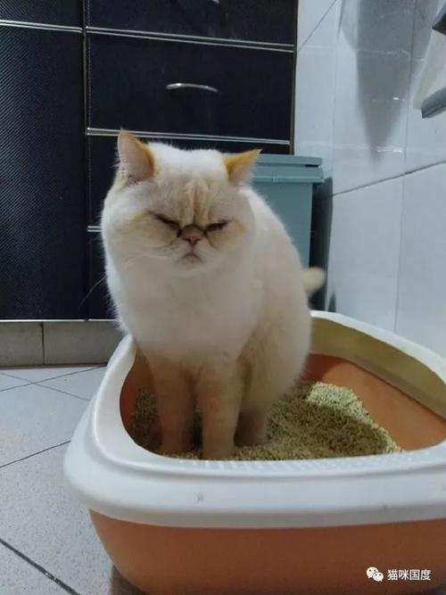 小猫训练上厕所