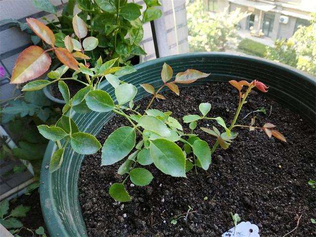 月季花换盆要注意事项