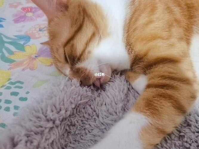 猫咪踩奶咬东西怎么办