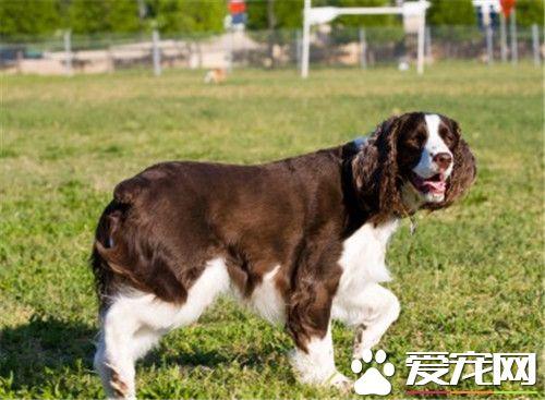 史宾格坐卧怎么训练