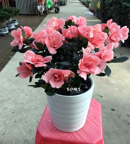 盆栽西洋杜鹃花栽培技术
