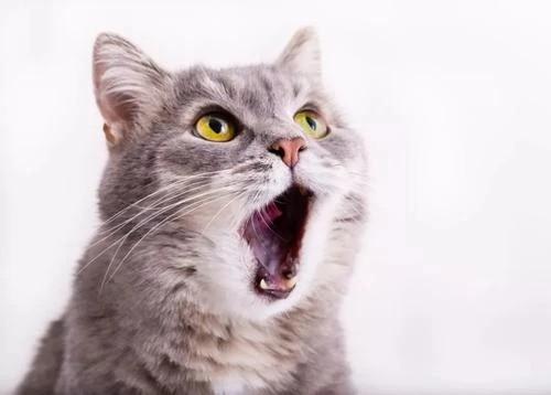 猫不吃东西口臭怎么办