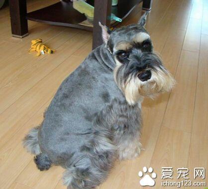 如何训练雪纳瑞上厕所