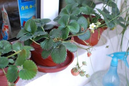 草莓的养殖方法