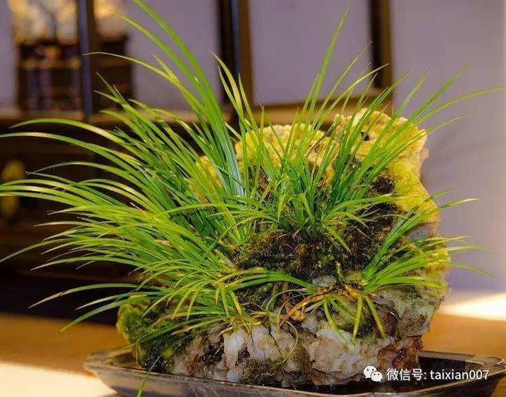 香菖的养殖方法