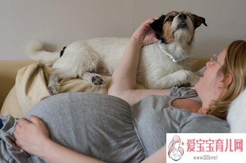 狗狗怀孕都应该注意些什么东西