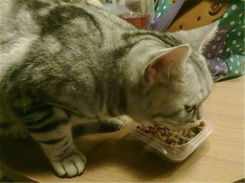 猫猫2天不吃东西肝炎