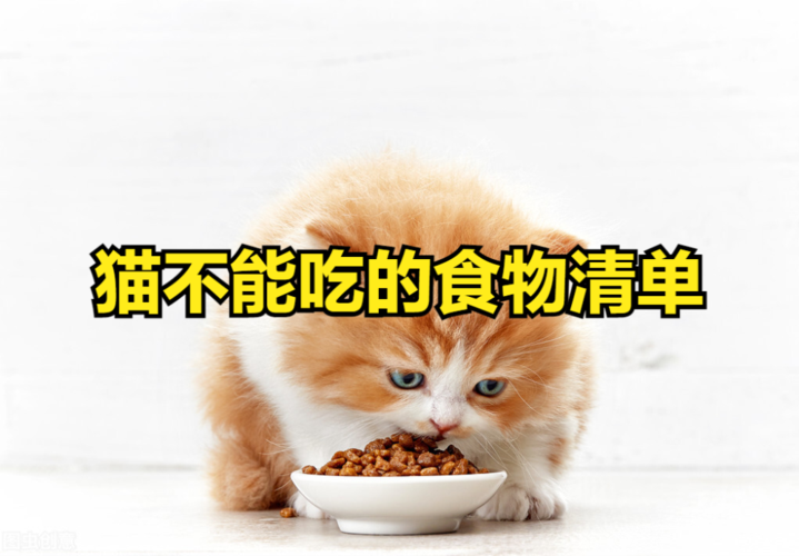 怀孕的猫不吃东西怎么办