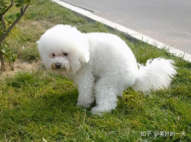 怎么训练比熊狗站立