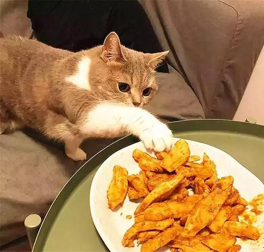 猫突然吃很少东西