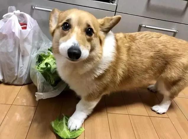 柯基犬到新家不吃东西怎么办