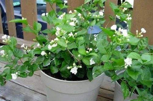 茉莉花盆栽注意事项