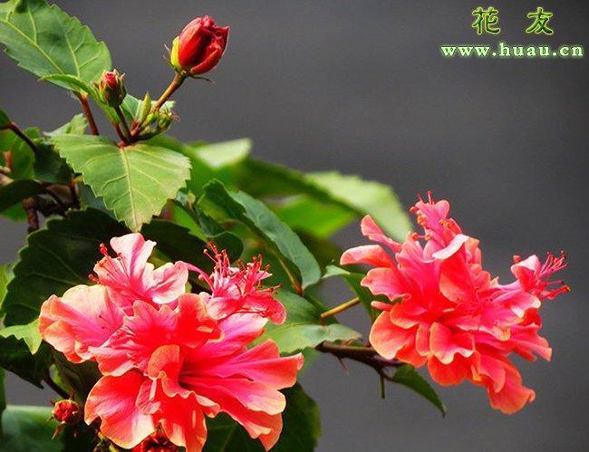 扶桑花的栽培方法
