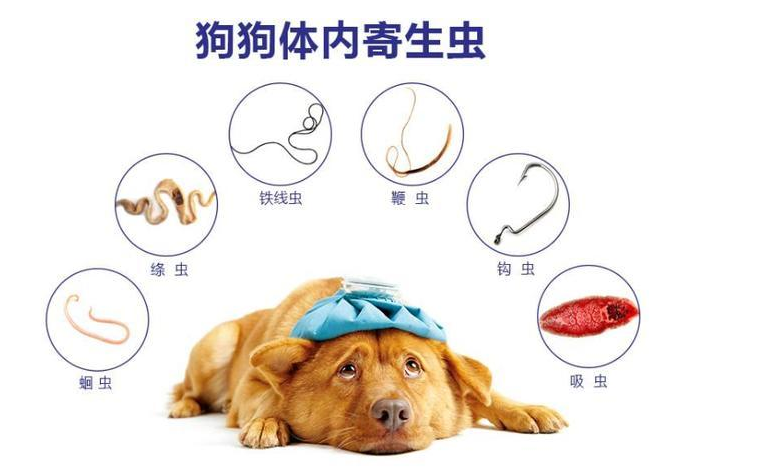 能驱虫的东西