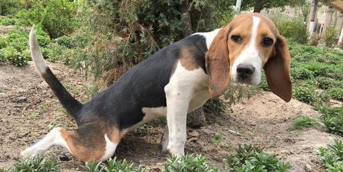 比格犬训练工具