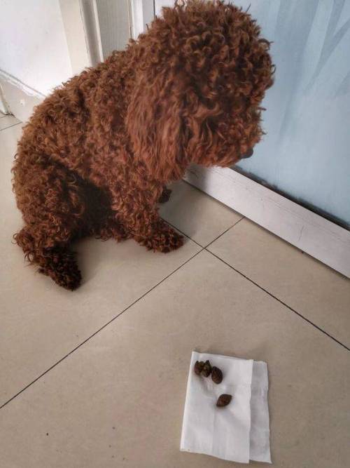 1岁泰迪狗训练大小便