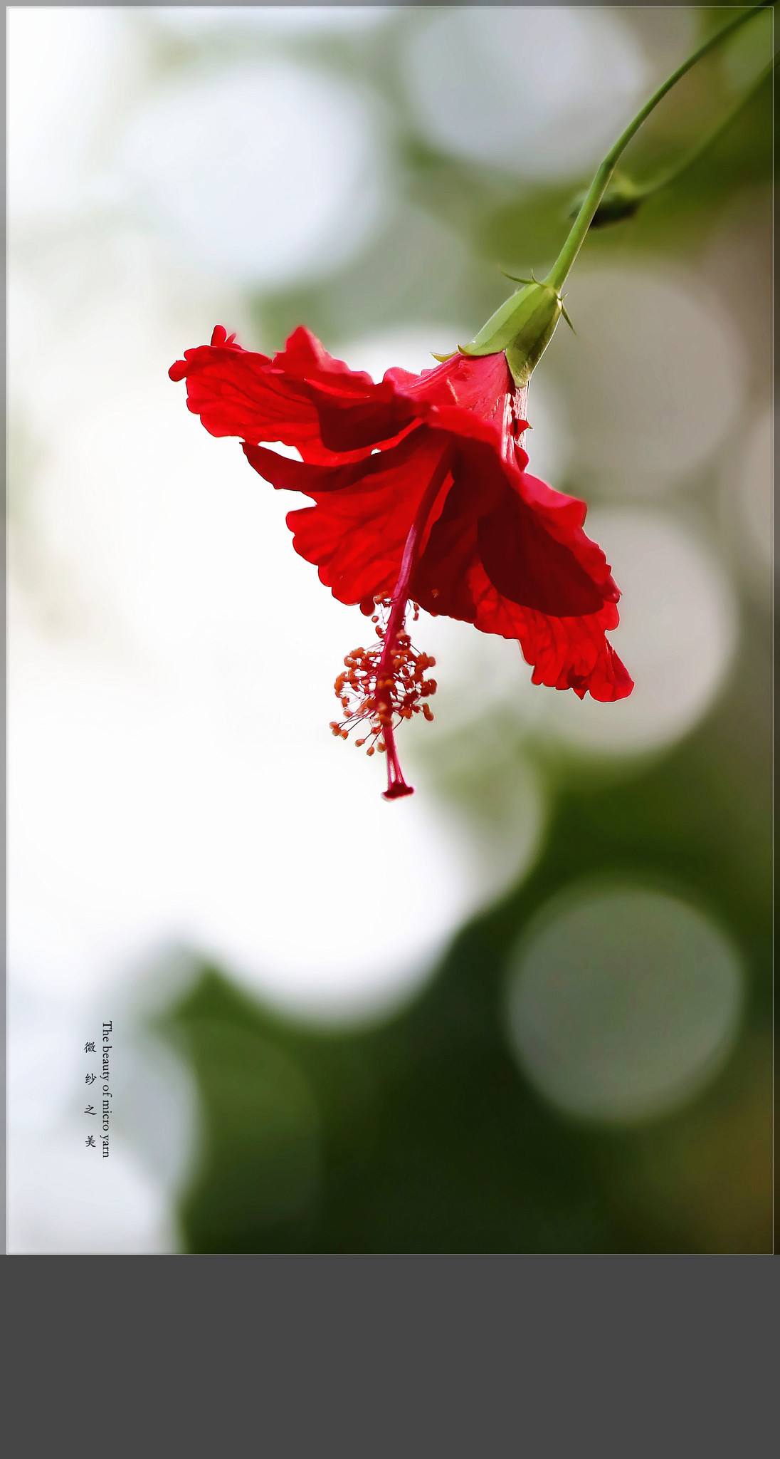 扶桑花